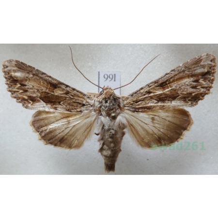 Apamea monoglypha (Hufnagel, 1766) Sówka wróblówka Czech99l
